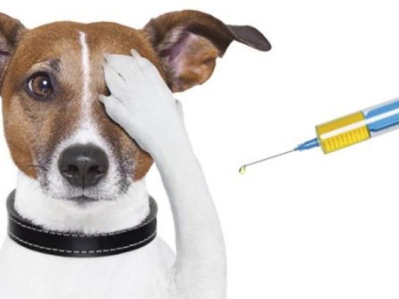 Povinné očkování psů